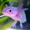 buy lavender axolotl