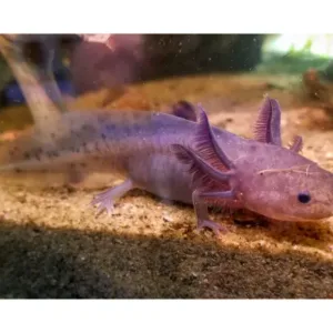 lavender axolotls for sale