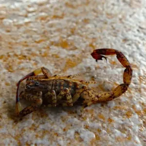 buy lesser brown scorpions