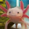 buy leusectic axolotl