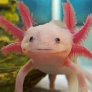 buy leusectic axolotl