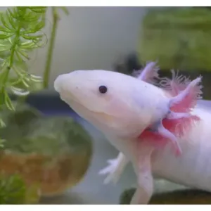 leusectic axolotls for sale