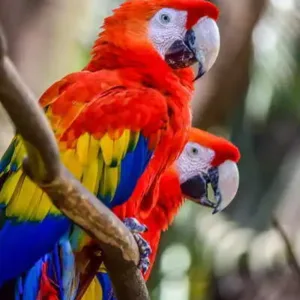 macaw parrot