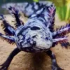 buy mosaic axolotls