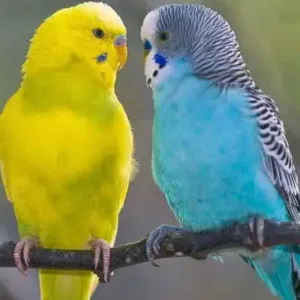 parakeets