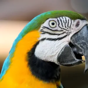 parrot