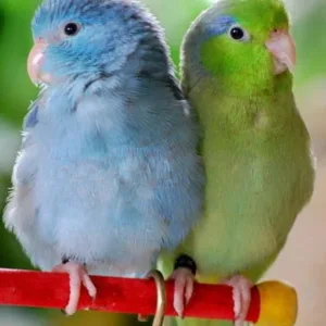 parrotlet