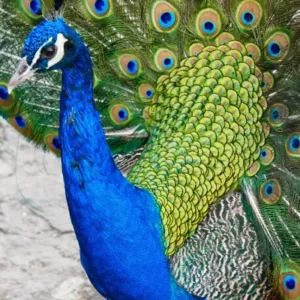 peacock