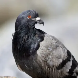 pigeon