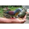 pink_necked_green_pair_pigeon_for_sale
