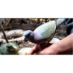 pink_necked_green_pigeon_for_sale