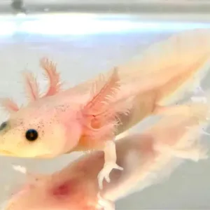 buy speckled leucistic axolotl