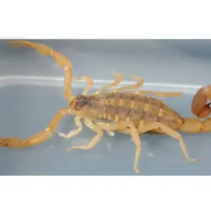 striped bark scorpion pet