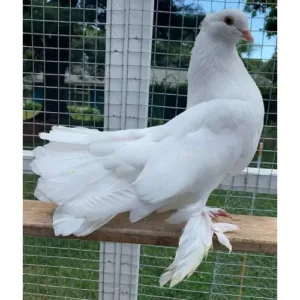 white_Fantail_pigeon_for_sale