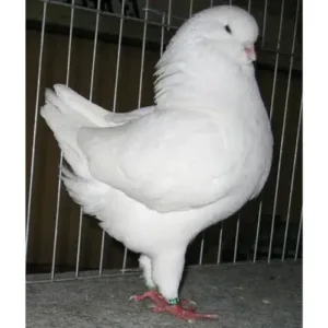 white_Modena_pigeon_for_sale