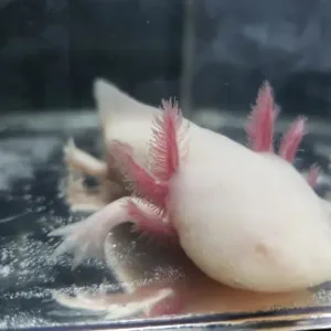 buy white albino axolotl