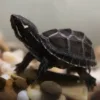 buy Common musk turtle