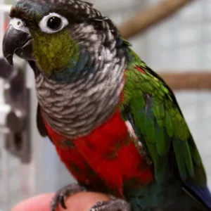 buy Crimson-bellied-Conure