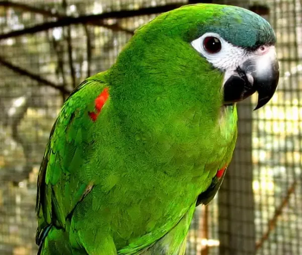 Hahn-Macaw-parrot pet online