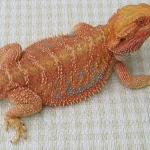 buy Hypomelanistic-Bearded-Dragon