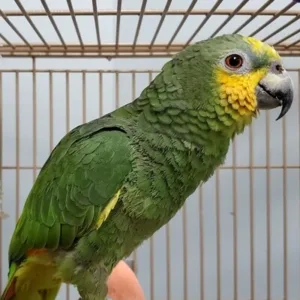 buy Orange-winged-Amazon-parrot