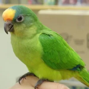 buy Peach-Fronted-Conure