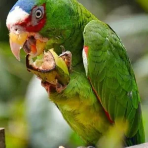 buy White-fronted-Amazon-parrot