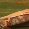 buy albino-anole