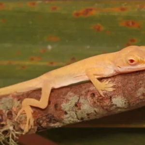 buy albino-anole