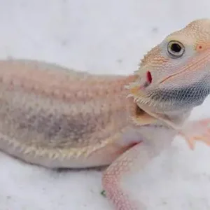 buy albino-bearded-dragon-for-sale