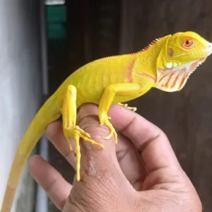 buy albino-iguana