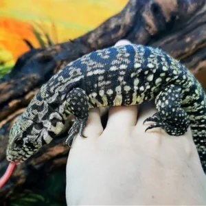 buy argentine tegu