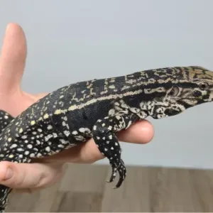 buy argentine black white tegu