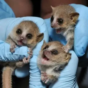 buy babies mouse lemur