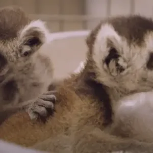 buy babies ring tailed lemur