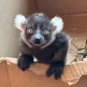 buy baby black and white ruffed lemur