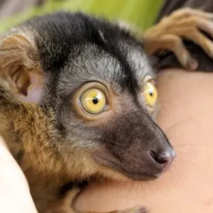 buy baby brown lemur