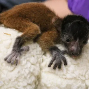 buy baby red ruffed lemur