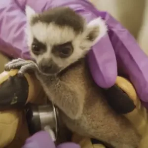 buy baby ring tailed lemur