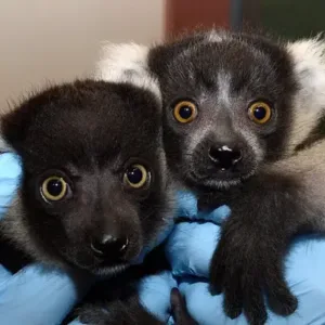 buy black and white ruffed lemur