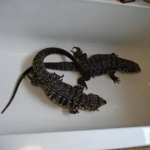 buy black and white tegu