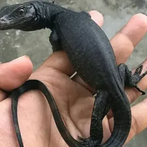 buy black-dragon-monitor