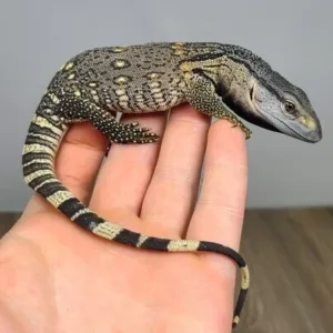 buy black-throat-monitor