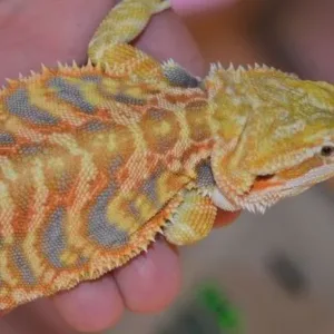 buy blue-bearded-dragon