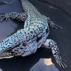 buy blue ice tegu