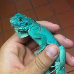 buy blue-iguana