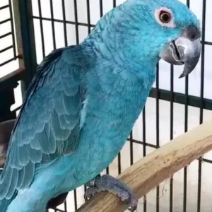 buy blue-mutation-amazon-parrot