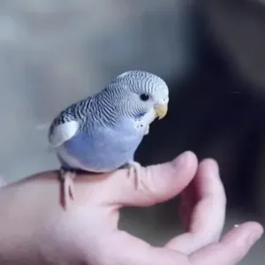 buy blue-parakeet