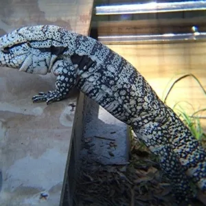 buy blue tegu