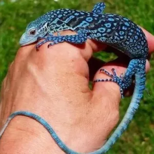 buy blue-tree-monitor